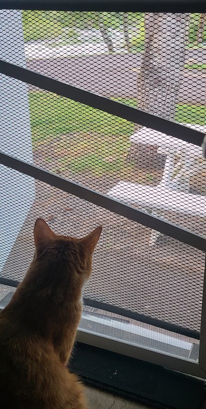 Cat TV